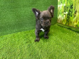 French Bulldog male Puppy for sale 006638597